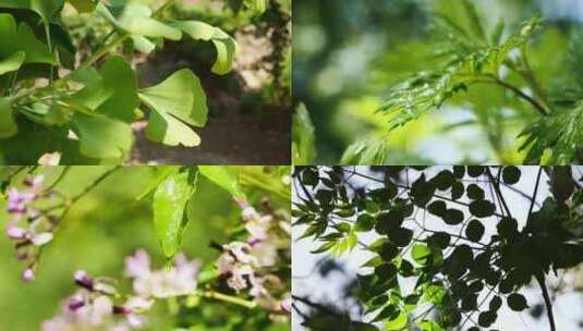 花草 大自然 雨后清晨 阳光树叶高清在线视频素材下载