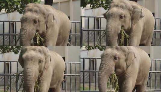 正在进食的非洲象大象野生保护动物高清在线视频素材下载