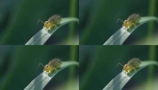 昆虫，球形弹簧，植物，节肢动物高清在线视频素材下载