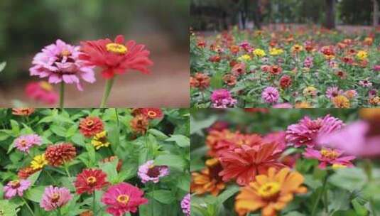 夏日路边盛开的花朵高清在线视频素材下载
