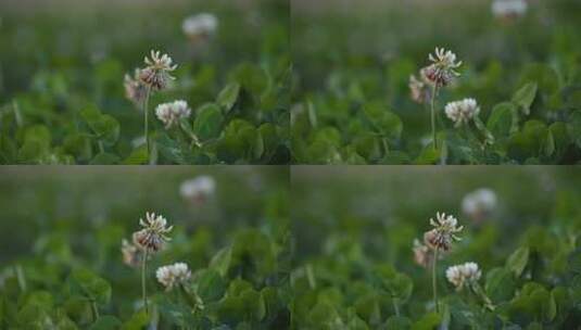 绿色 蒲公英 绿植 草 植物 花高清在线视频素材下载