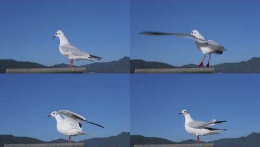 站在栏杆上休息的海鸥特写高清在线视频素材下载