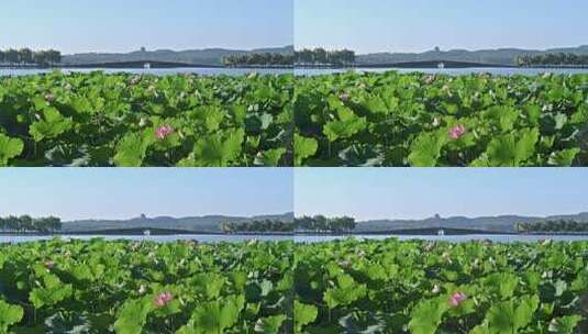 夏季清晨的西湖 透过荷花看锦带桥城隍阁高清在线视频素材下载