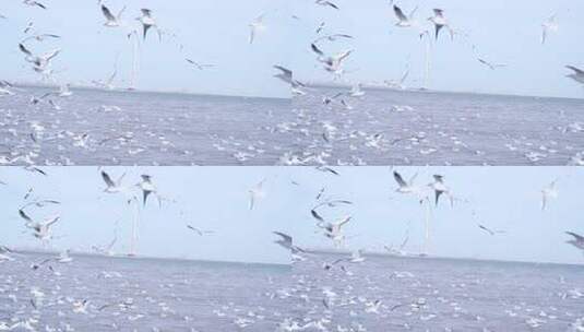 海鸥 海边 海平线 群鸟 大海高清在线视频素材下载