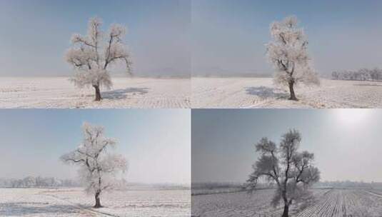 雪后田野中一棵银装素裹的大树高清在线视频素材下载