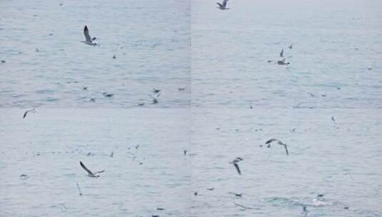 大海海面飞翔的海鸥高清在线视频素材下载