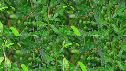 澳洲坚果 夏威夷果高清在线视频素材下载