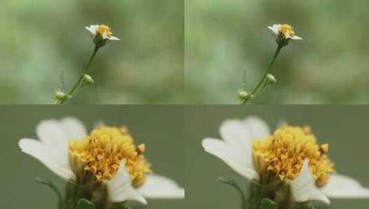 4k升格拍摄花朵盛开高清在线视频素材下载