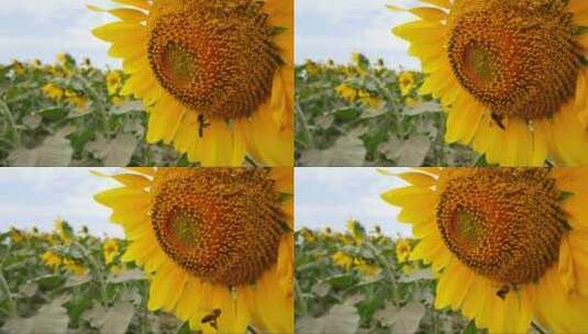 蜜蜂在向日葵花上采蜜高清在线视频素材下载