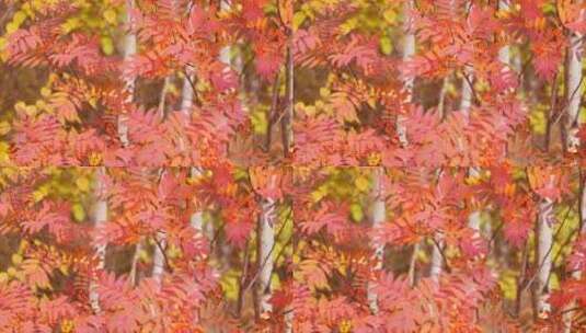 深秋风景 似火红叶 红豆树 相思红豆 摇高清在线视频素材下载