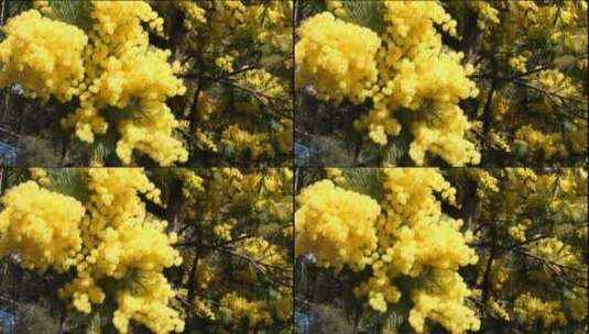 黄色的含羞草花高清在线视频素材下载