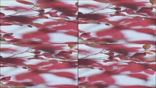 微风中摇曳的红叶高清在线视频素材下载