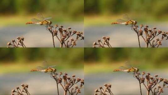 停留在枝头上的蜻蜓高清在线视频素材下载