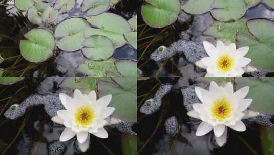 池塘中的睡莲高清在线视频素材下载