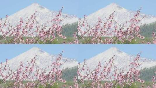 樱花和白雪覆盖的火山高清在线视频素材下载