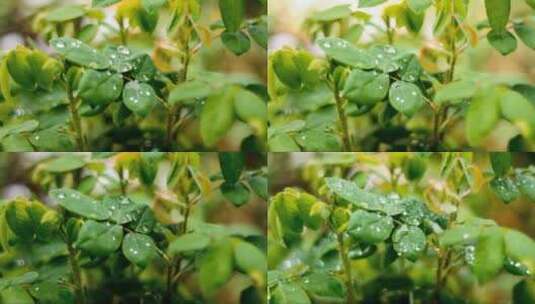 落着雨滴的绿叶高清在线视频素材下载