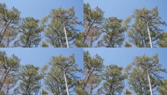 蓝天下的树木高清在线视频素材下载