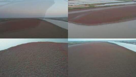 山东威海南海昌阳河口的红海滩翅碱蓬高清在线视频素材下载
