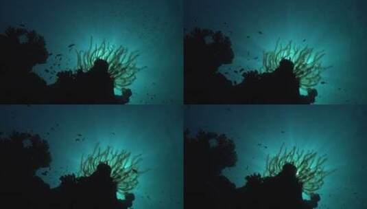 水下的海洋生物剪影高清在线视频素材下载