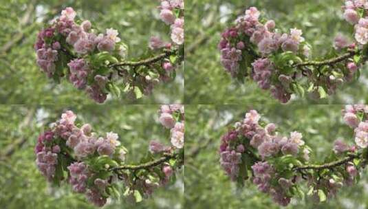 盛开的紫色花朵高清在线视频素材下载