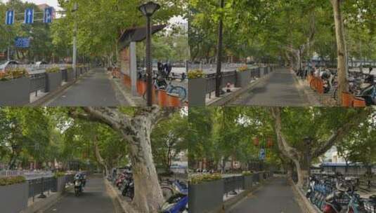 南京的街头梧桐树马路高清在线视频素材下载
