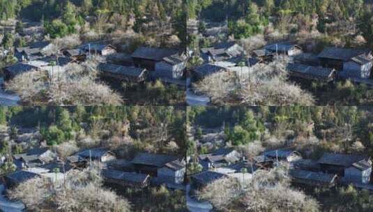 梅花林中的村庄高清在线视频素材下载