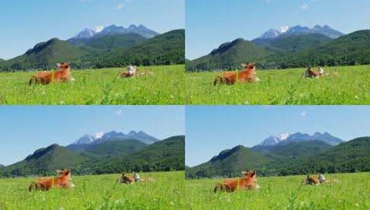 玉龙雪山下草地上的小牛高清在线视频素材下载
