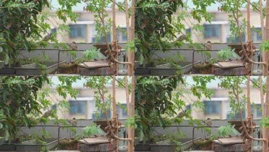 秋天屋顶阳台上觅食的麻雀群视频素材高清在线视频素材下载