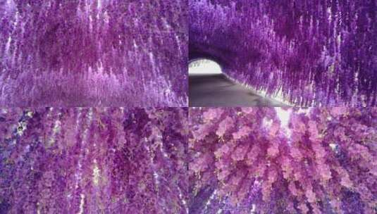 美丽的紫藤花架3高清在线视频素材下载