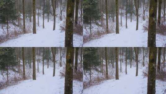 冬天秦岭山深处岭南公园的雪景高清在线视频素材下载