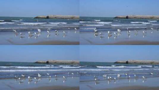 4K蓝天大海沙滩海鸥飞翔生态保护高清在线视频素材下载