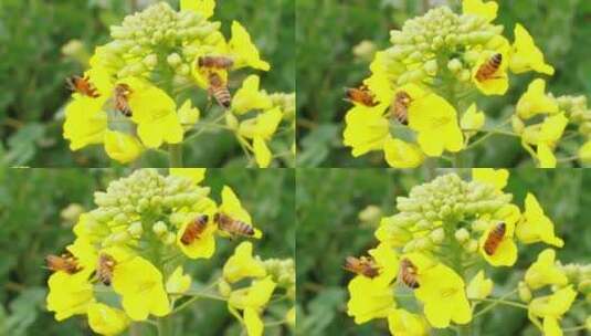 春天的油菜花田野蜜蜂采蜜特写高清在线视频素材下载