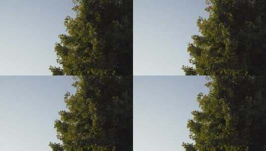 微风吹树叶高清在线视频素材下载