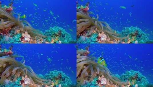 彩色小丑鱼与水下海葵高清在线视频素材下载