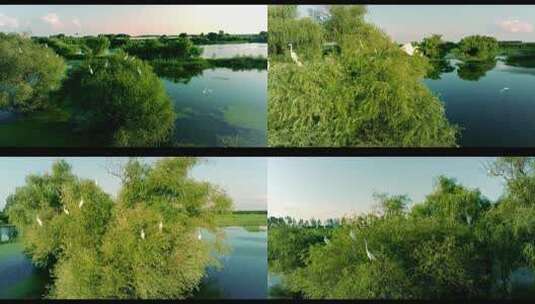 白鹭 栖息 候鸟 湿地 生态高清在线视频素材下载