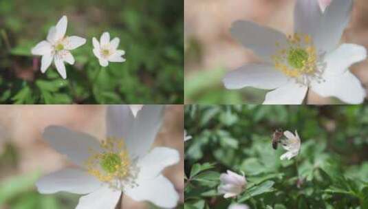 白色野花蜂蜜采蜜慢镜头特写高清在线视频素材下载