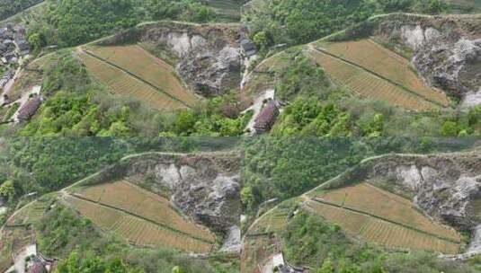 杭拍杭州余杭中泰街道茶山茶园高清在线视频素材下载