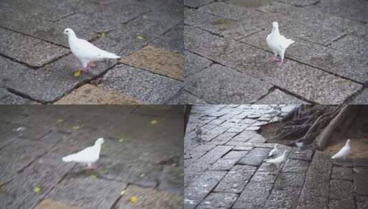 雨天石板上走动的鸽子正在吃食物寻找食物高清在线视频素材下载