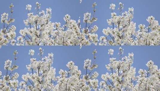 春季，济南五龙潭樱花等植物盛开随风飘落高清在线视频素材下载