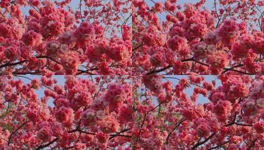 春暖盛开樱花盛开景观高清在线视频素材下载