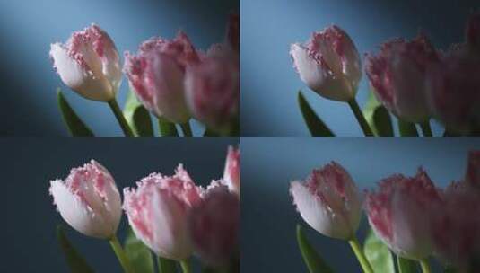 光影中的郁金香，花朵特写4k视频素材高清在线视频素材下载