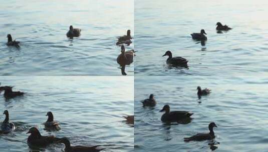 鸳鸯群在西湖水中嬉戏高清在线视频素材下载