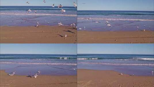 海鸥飞翔 海岸沙滩 大海海浪高清在线视频素材下载
