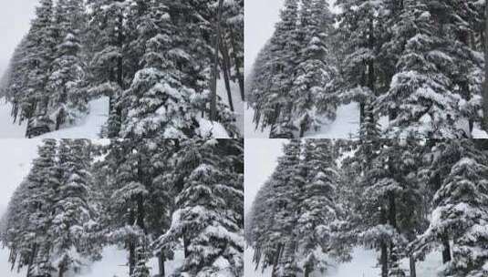 雪覆盖到树木上高清在线视频素材下载