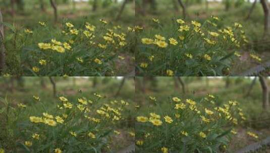 野草野花高清在线视频素材下载