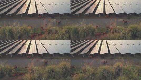 一群牛在太阳能发电场内吃草高清在线视频素材下载