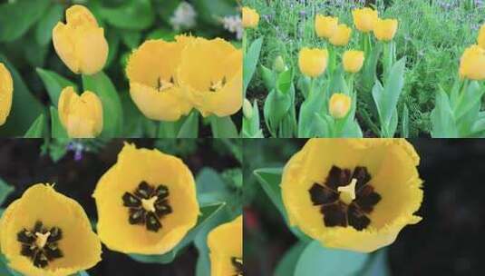 黄色郁金香花朵洋荷花草麝香郁香荷兰花高清在线视频素材下载