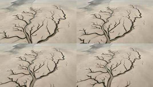 鄱阳湖大地之树航拍高清在线视频素材下载