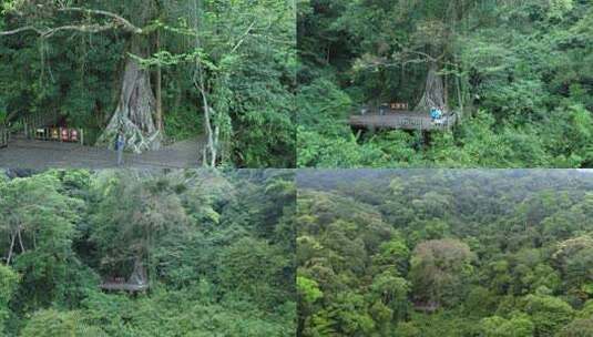 海南尖峰岭热带植物园独木成林高清在线视频素材下载