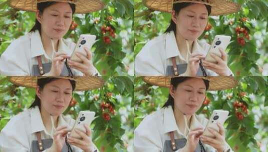 女性农民在果园采摘樱桃高清在线视频素材下载